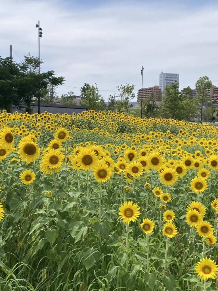 ひまわり